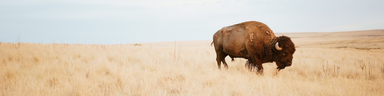 demo-bison.jpg